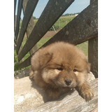 Cachorra Chow Chow 