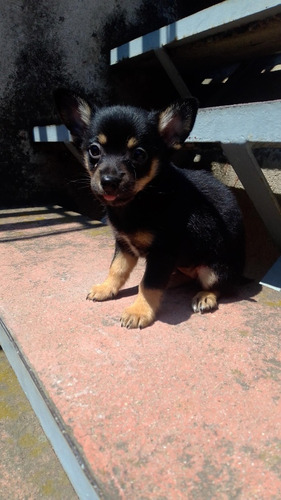 Hembrita Chihuahua Mini Golondrina De Un Año En Puebla