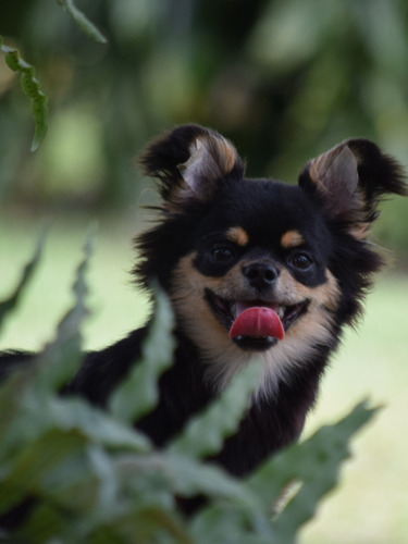 Chihuahua Macho Pelo Largo 