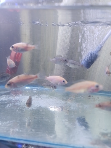 Peces Tilapias 