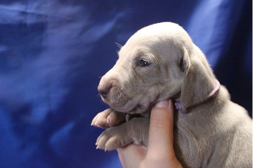 Escalofriante Weimaraner Elegancia Y Distinción