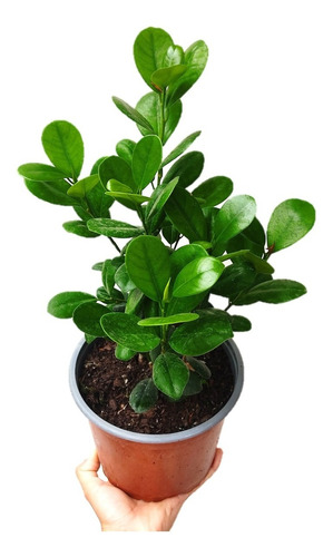 Ficus Moclame - Planta De Interior