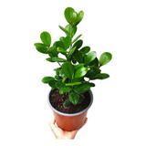 Ficus Moclame - Planta De Interior