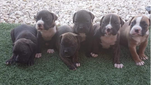 Perritos Boxer En Colina, Padres Inscritos 4 Hembras 2 Macho