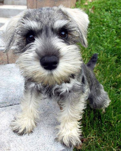 Cachorro Schnauzer Mini 04