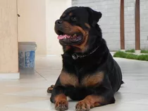 Filhote Rottweiler Alemão Focinho Curto, Robusto