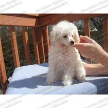 Gran Oferta Cachorros French Poodle Minitoy Apto Registro Fc