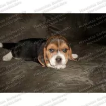 Gran Oferta Cachorros Beagle Cazadores Unicos Registro Fcm
