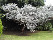 Arbol Dolar, Eucalipto Dolar, (eucalyptus Cinerea)