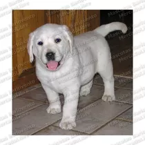 Gran Oferta Cachorros Labrador Puppy Dorados Registro Fcm