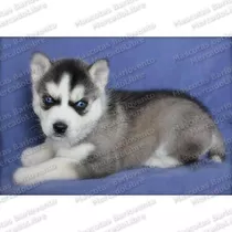 Gran Oferta Cachorros Husky Siberiano Lobo Apto Registro Fcm