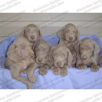 Gran Oferta Cachorros Braco D Weimar Weimaraner Registro Fcm