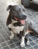 Pitbull Blue Servicio Stud 