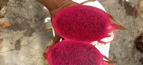 6 Esquejes De Pitahaya Amarrilla Fusha Y Andatus3 Variedades