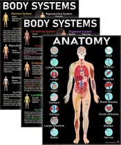 Pôster 3d Learning Llf Human Anatomy Body Systems 14x50cm