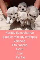 Cachorros Poodler Mini Toy