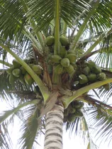 Palmeras De Coco. Lote De 6  Palmitas