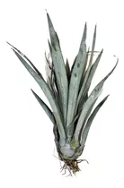 Hijuelos De Agave Tequilana Weber Tamaño Lima Naranja 10 Pzs