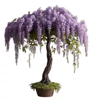 Enredadera Wisteria Lila 3 Metros