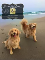 Cachorros Golden, Ultimos Ejemplares, Pureza Garant