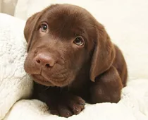 Cachorro Labrador Chocolate 014