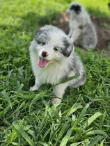 Border Collie Aptos A Cpr