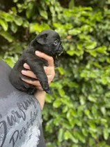 Machito Pug Negro Con Pedigree De Fca