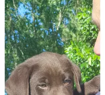 Cachorros Labrador Chocolates Puros Machos Y Hembras 