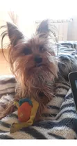 Hermoso Yorkie Para Cruza