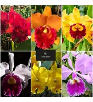 Orquídea Cattleya Kit Com 10 Mudas Mais Brinde Grátis