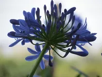 Planta Agapanto, Lirio Africano Color Azul Premium Orgánica