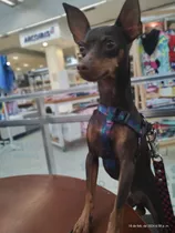 Pinscher Mini Chocolate Para Servicio En Mar Del Plata