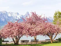 20 Semillas Cerezo Japonés Sakura Bonsai Prunus Serrulata