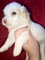 Cachorra Maltipoo 