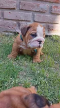 Cachorros Bulldog Inglés Disponibles.nacidos 4/12/23.. Y 