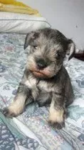 Bellos Cachorros Schnauzer Sal Pimienta 200 Por C/u