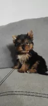 Yorkshire Terrier Macho