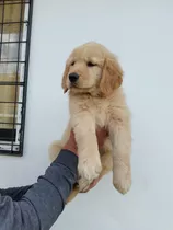 Golden Retriever Macho, Dorado 1