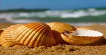 Concha Shell Casquinha Siri Pacote Com 10 Un