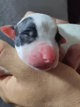 Dogo Argentino Puro . Padres A La Vista