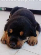 Filhotes Rottweiler,cabeça De Touro/macho ( Só Tem Macho)