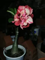 Rosa Del Desierto Adenium Obesum