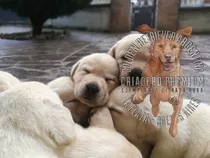 Cachorros Labrador Con Libreta Sellada Y Numero D Matricula