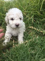 Cachorritos French Poodle Blancos Toy