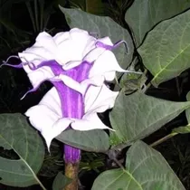 10 Semillas-floripondio-brugmansia-morado O Blanco Aroma-