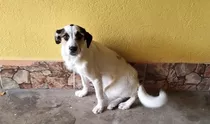 Doa-se Cachorra Vira Lata 