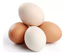 Huevos Fértiles De Diferentes Razas Y Criollas