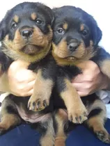 Cachorros Rottweilers Exelentes 