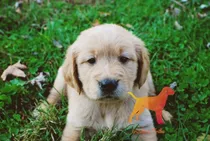 Cachorras Golden Hembritas - Linea Norteamericana