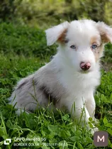 Cachorros Border Collie Disponible Hembras Y Machos 